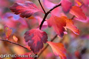 Colored leaves